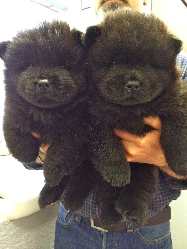 Black Chow Chow Puppies In Hand