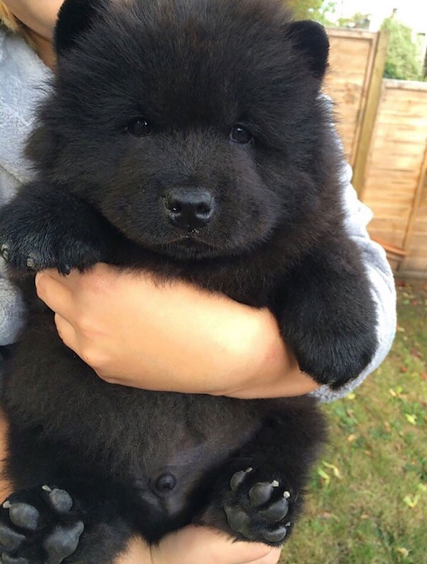 Black Chow Chow Puppy In Hand