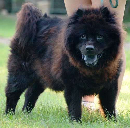 Black Chow Chow Puppy In Lawn
