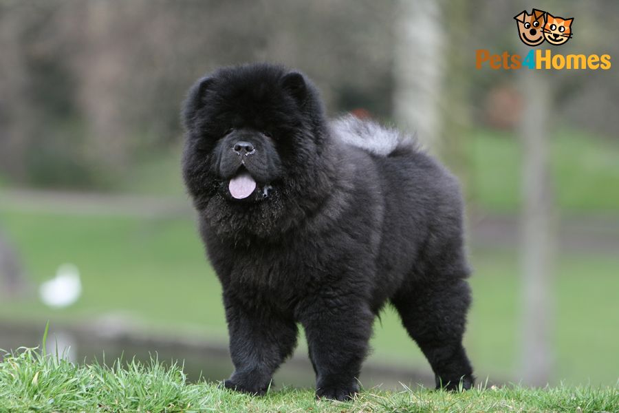 Black Chow Chow Puppy Picture