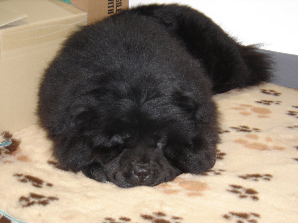 Black Chow Chow Puppy Sleeping