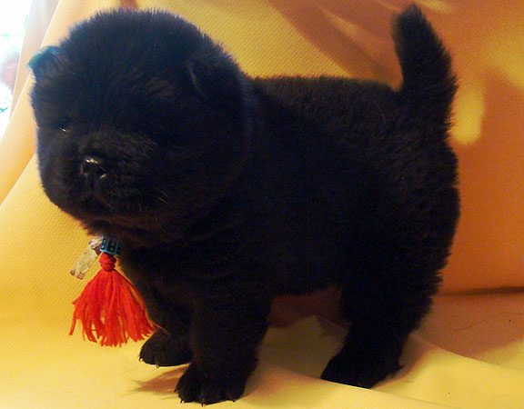 Black Cute Chow Chow Puppy