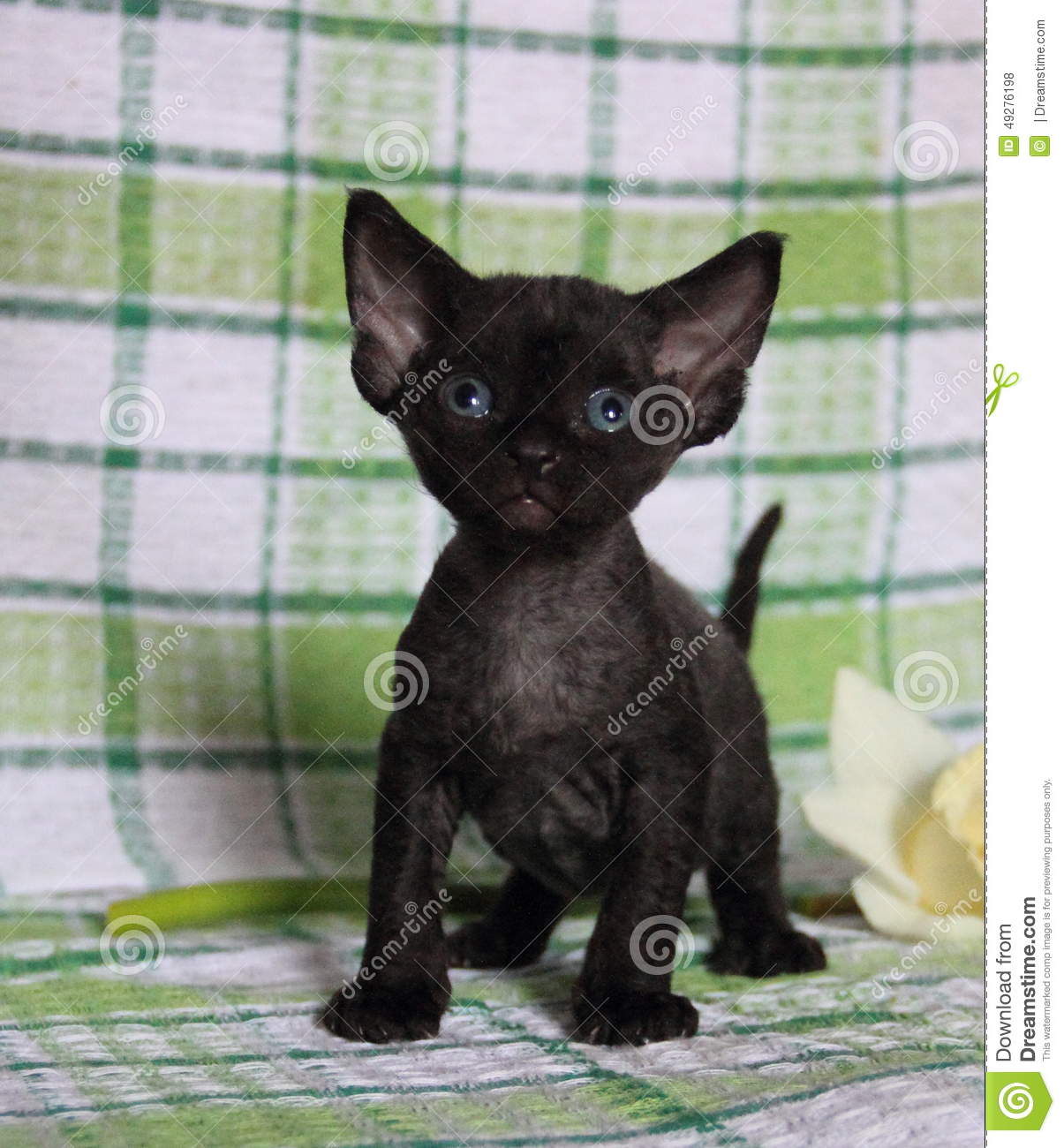 Black Cute Devon Rex Kitten