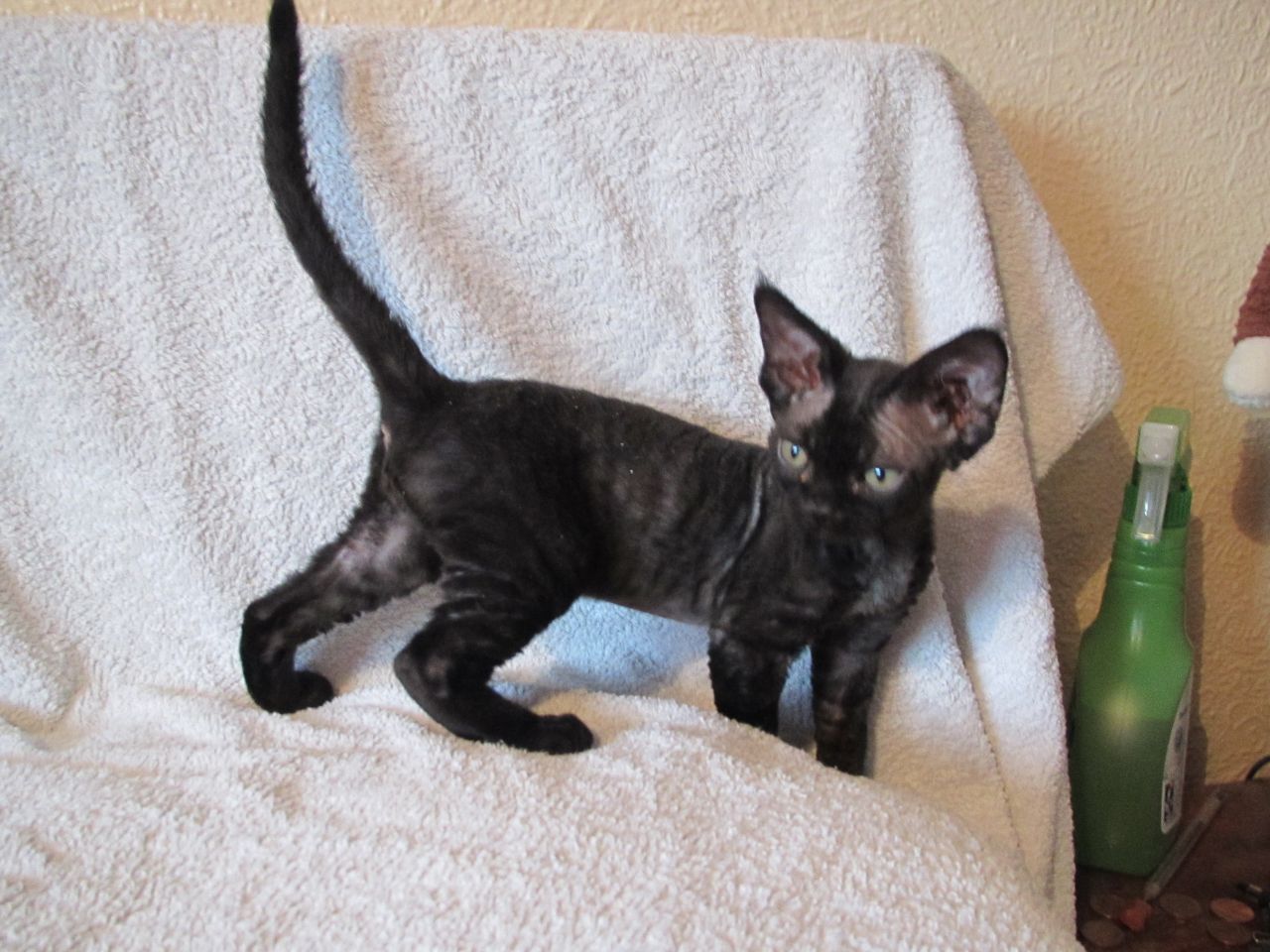 Black Cute Devon Rex Kitten