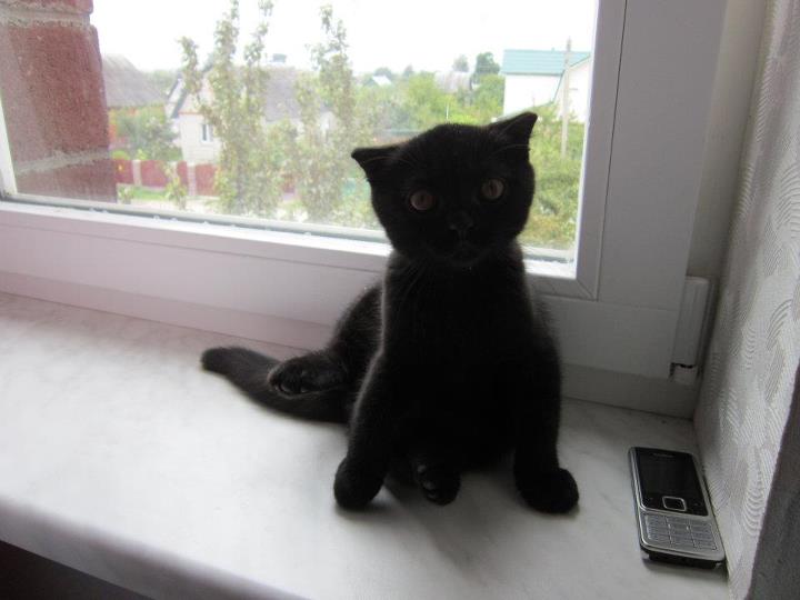 Black Cute Scottish Fold Kitten Sitting Near Window