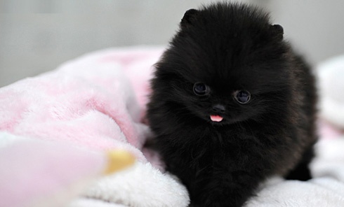 Black Cute Tea Cup Pomeranian Puppy