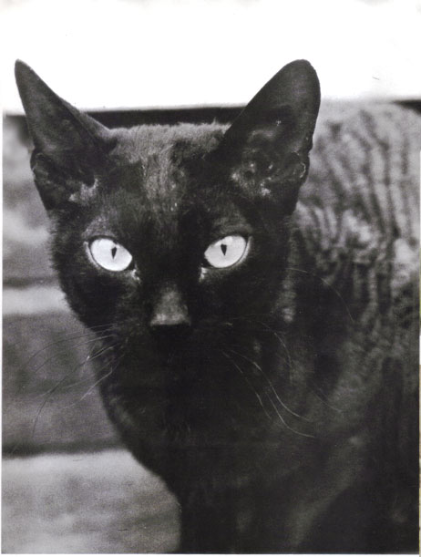 Black Devon Rex Cat Closeup Picture