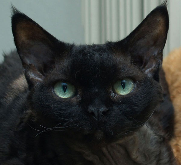 Black Devon Rex Cat Face Closeup Picture