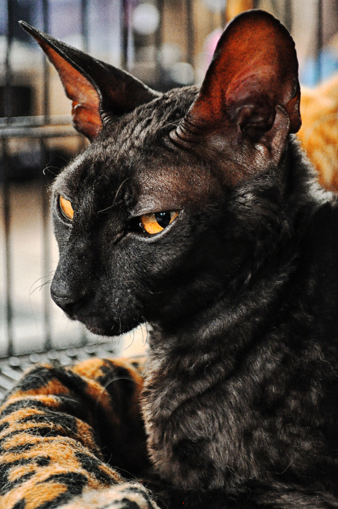 Black Devon Rex Cat Face Image