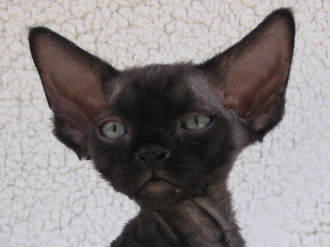 Black Devon Rex Cat Face