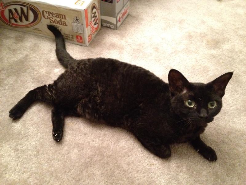 Black Devon Rex Cat Laying