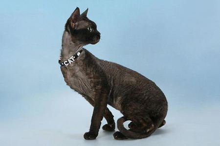 Black Devon Rex Cat Looking Back