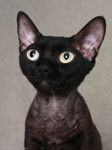 Black Devon Rex Cat Photo