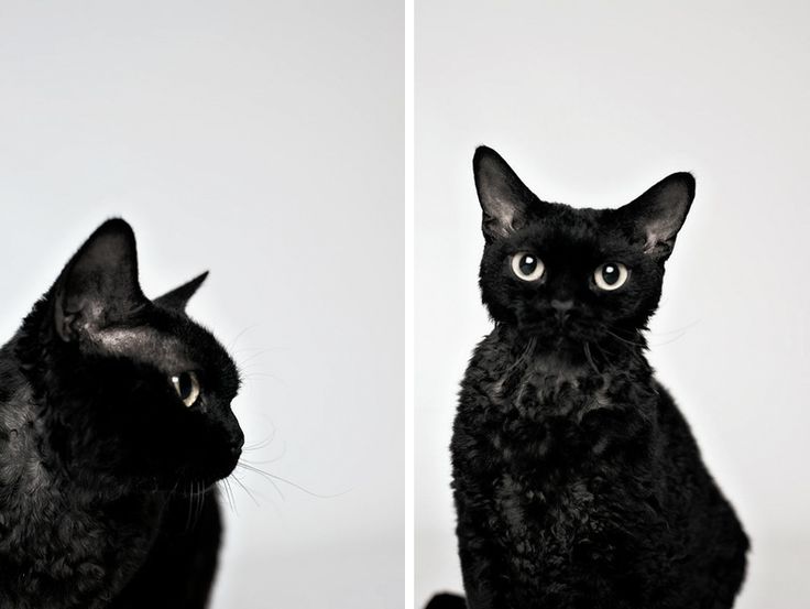 Black Devon Rex Cat Poses