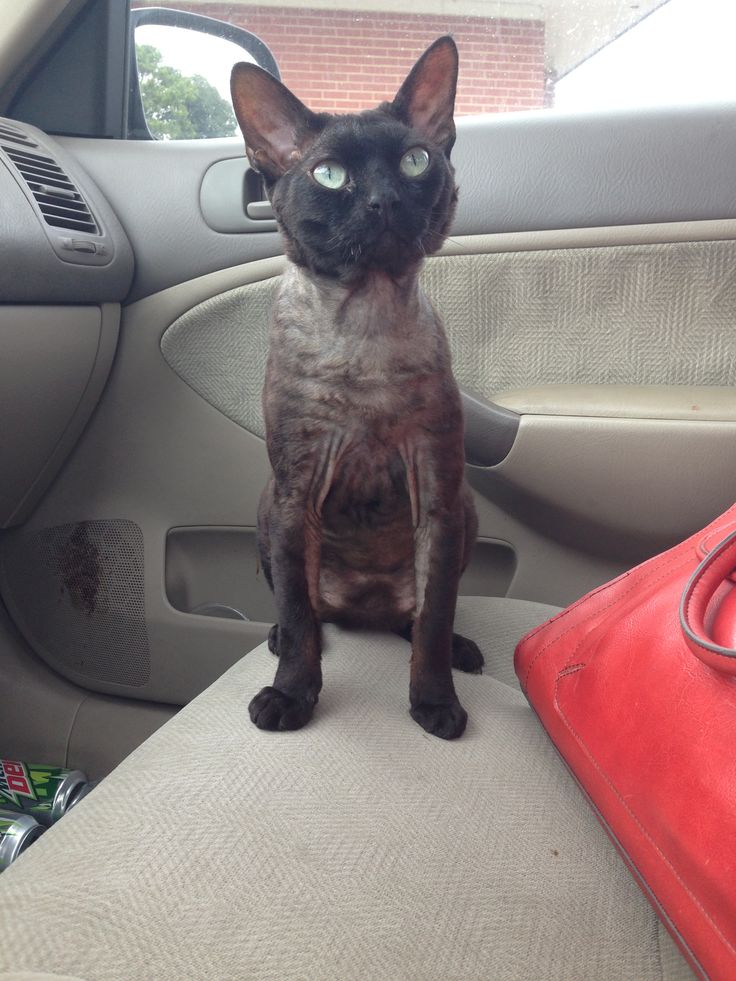Black Devon Rex Cat Sitting In Car