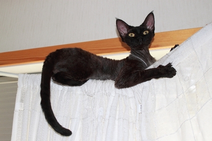 Black Devon Rex Cat Sitting On Curtains