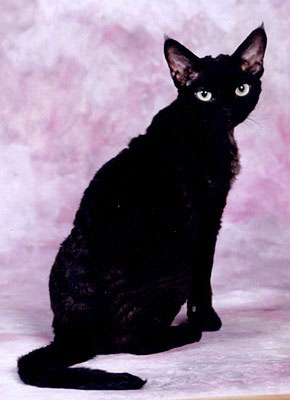 Black Devon Rex Cat Sitting Photo