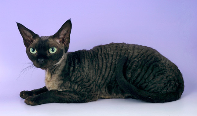 Black Devon Rex Cat Sitting Picture