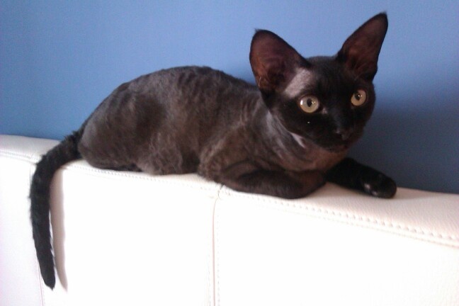 Black Devon Rex Cat Sitting