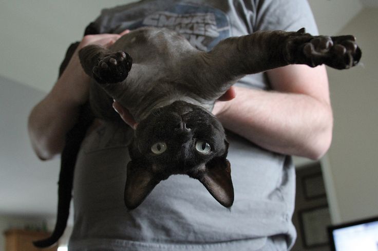 Black Devon Rex Cat Upside Down