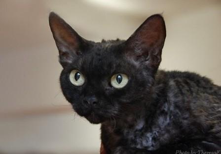 Black Devon Rex Cat