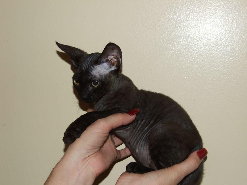 Black Devon Rex Kitten In Hand