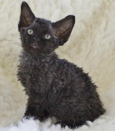 Black Devon Rex Kitten Picture