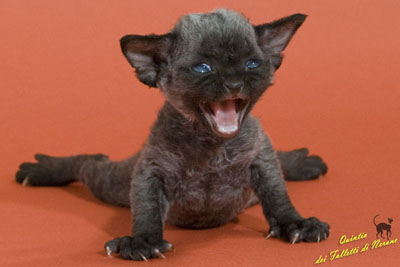 Black Devon Rex Kitten