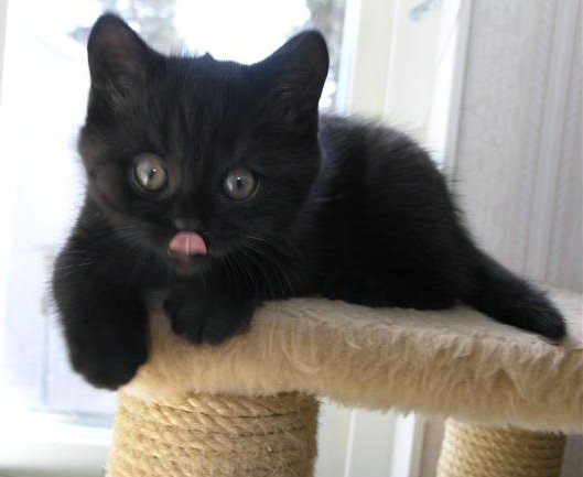 Black Little Devon Rex Cat Sitting