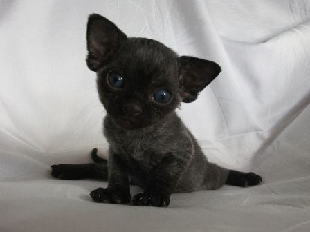 Black Little Devon Rex Kitten
