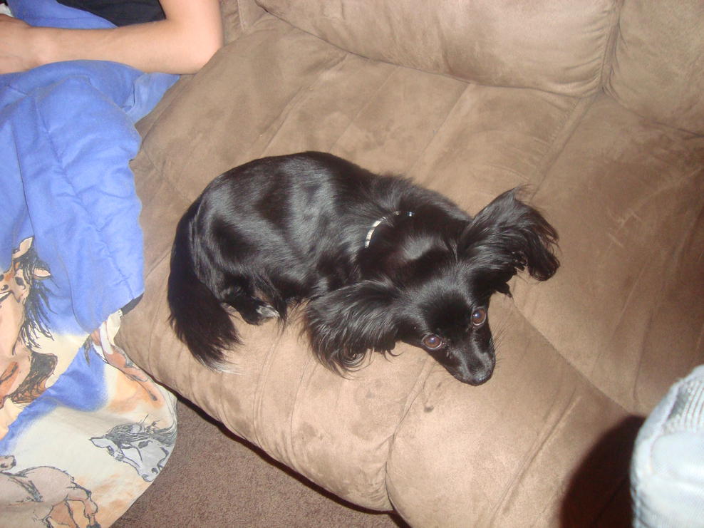 Black Papillon Dog Sitting On Couch