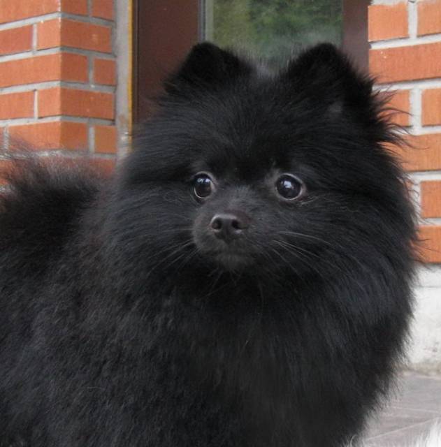 Black Pomeranian Dog Face Image