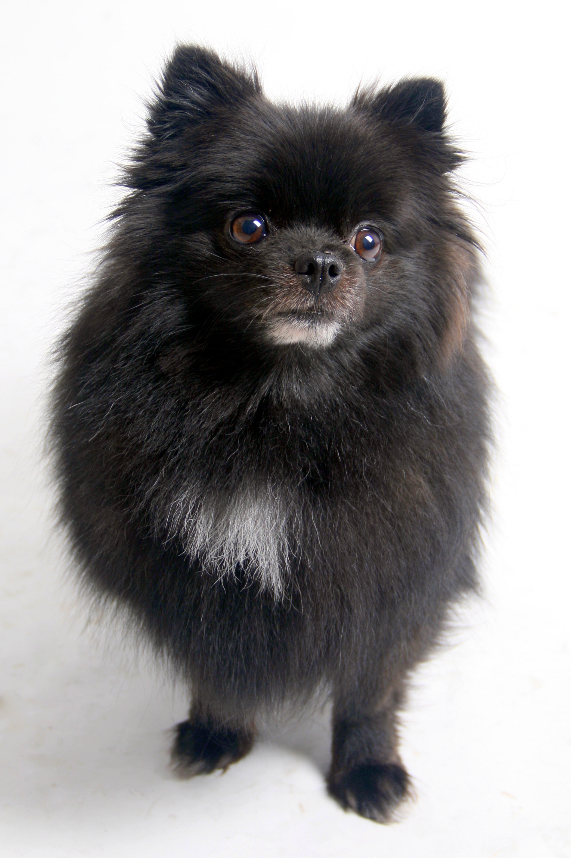 Black Pomeranian Dog Face Picture
