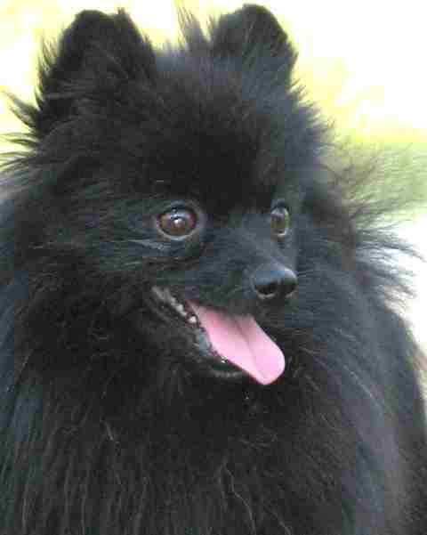 Black Pomeranian Dog Face