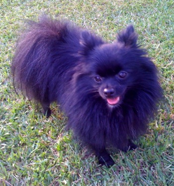 Black Pomeranian Dog Image
