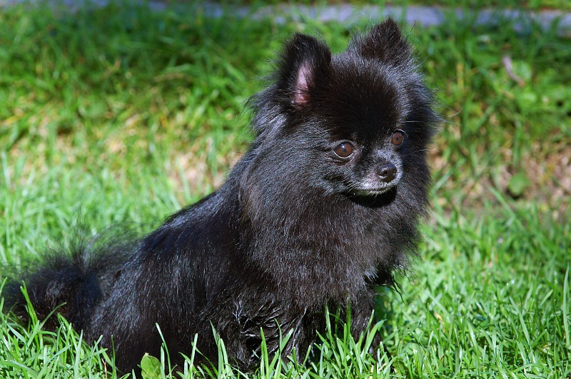 Black Pomeranian Dog In Garden Picture
