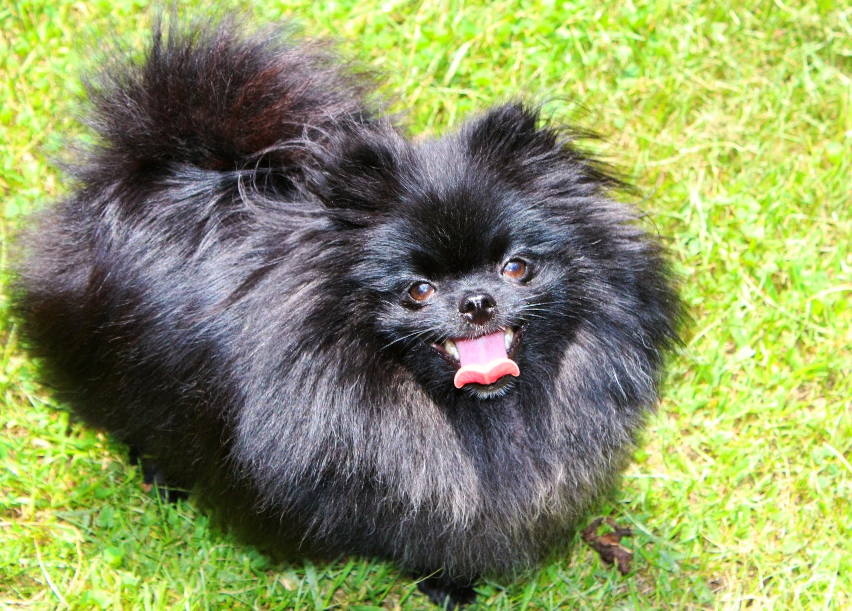 Black Pomeranian Dog Looking Up Picture