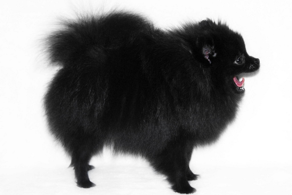 Black Pomeranian Dog Photo