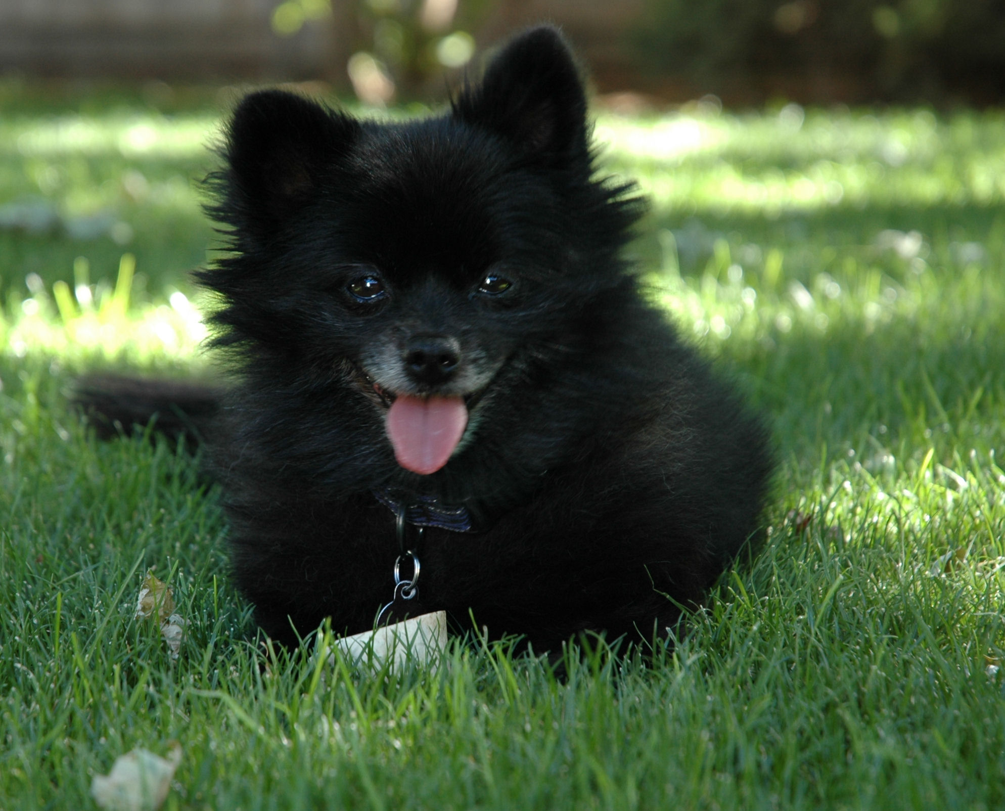 Black Pomeranian Dog Sitting In Garden
