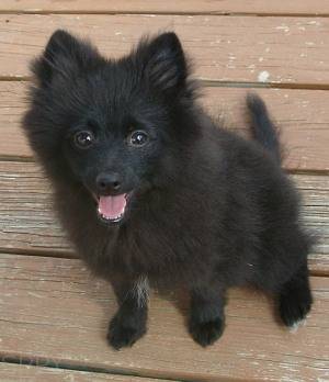 Black Pomeranian Dog
