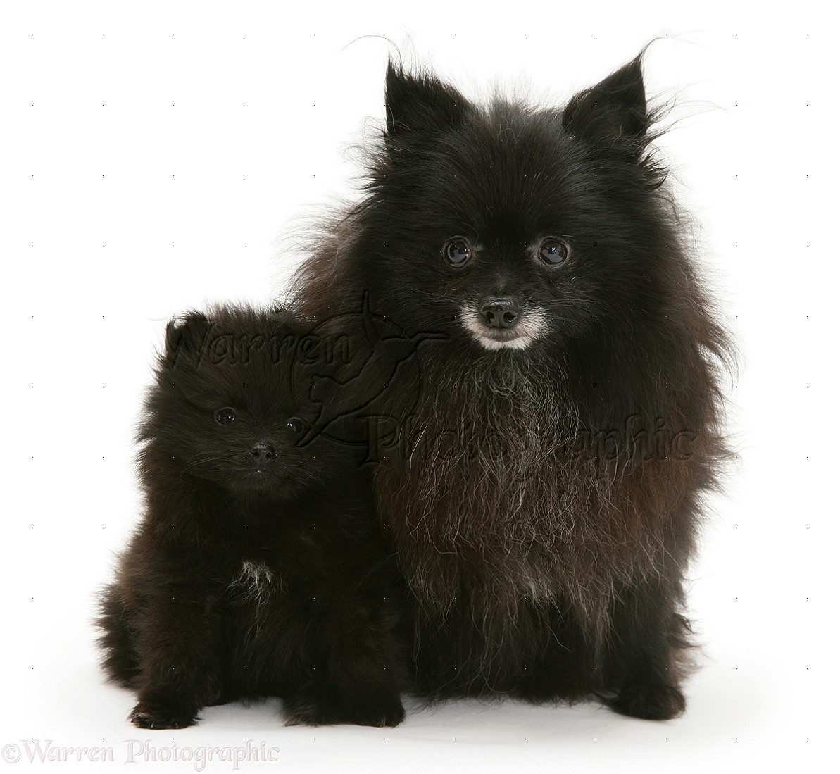 Black Pomeranian Mother And Puppy