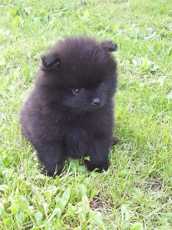 Black Pomeranian Puppy In Garden