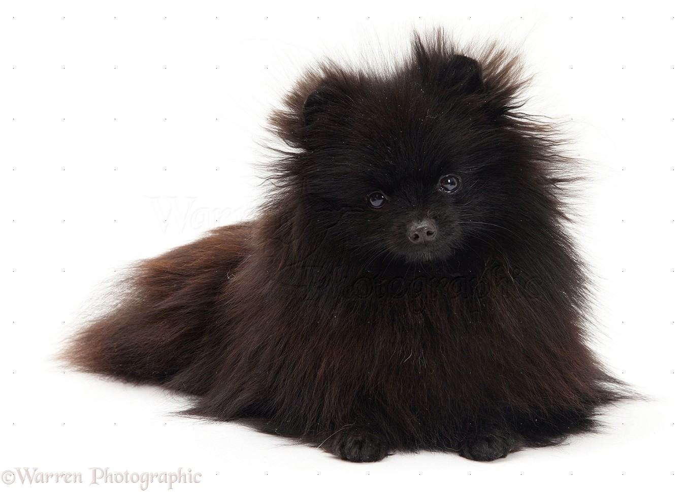 Black Pomeranian Sitting