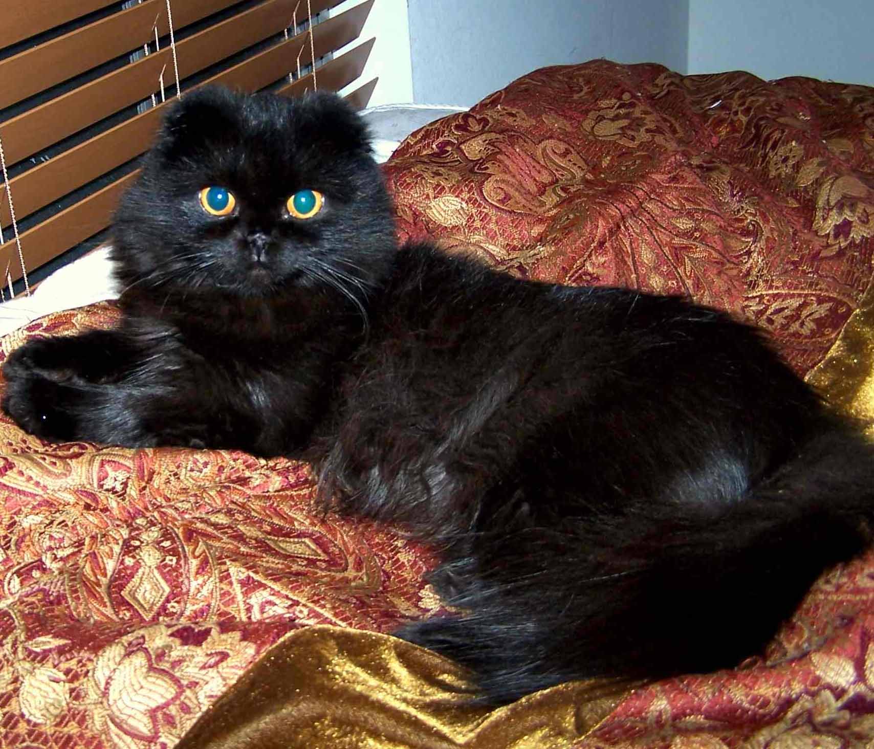 Black Scottish Fold Cat Laying On Bed