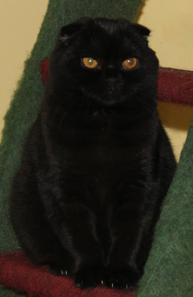 Black Scottish Fold Cat Sitting Image
