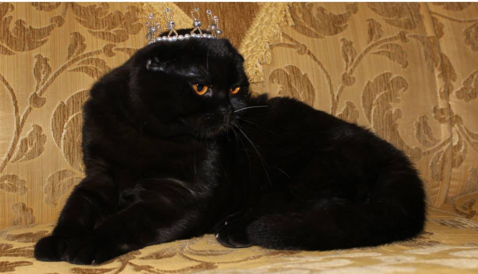 Black Scottish Fold Cat Wearing Crown