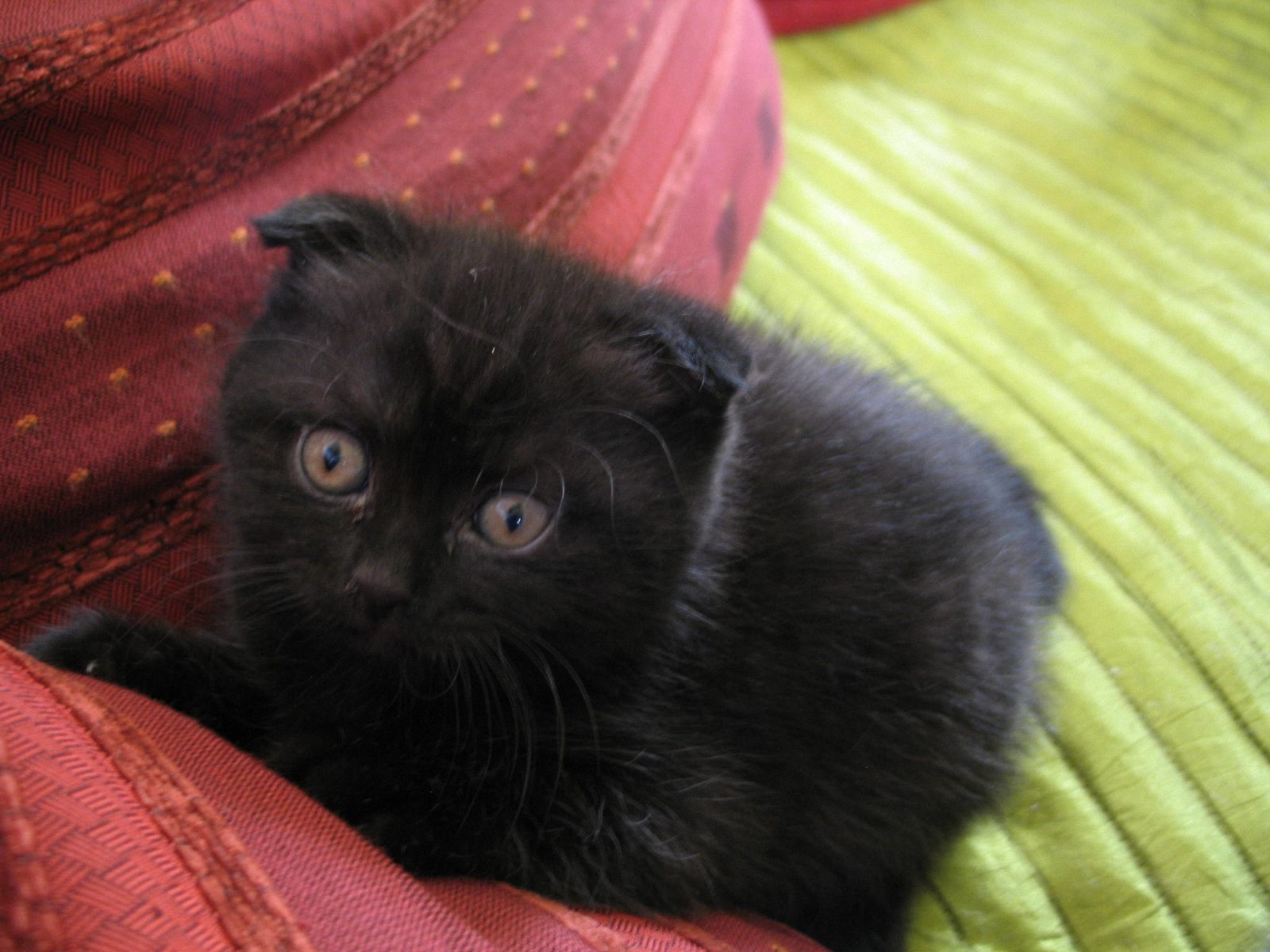 Black Scottish Fold Kitten Looking Up