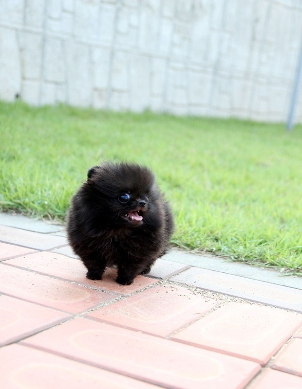 Black Tea Cup Black Pomeranian Puppy