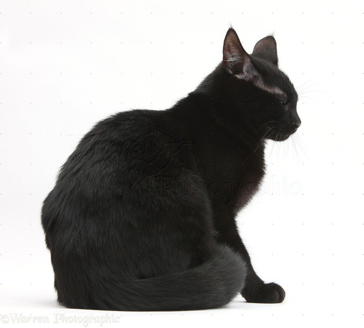Black Tonkinese Cat Sitting Image