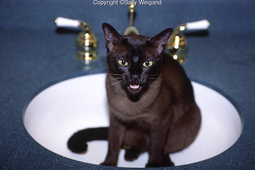 Black Tonkinese Cat Sitting In Bathroom Sink